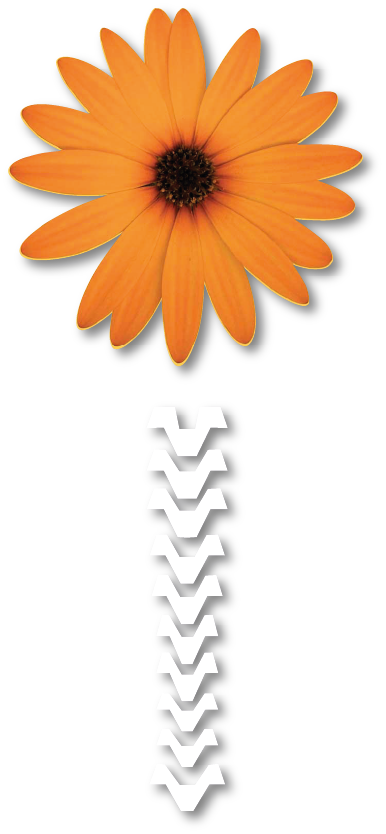 logo flor